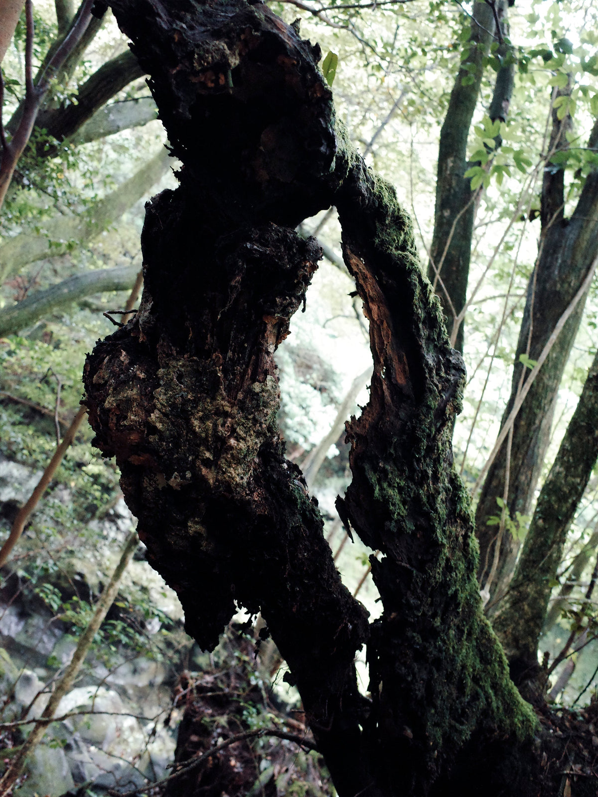 Hiking log: Gosalli Trail