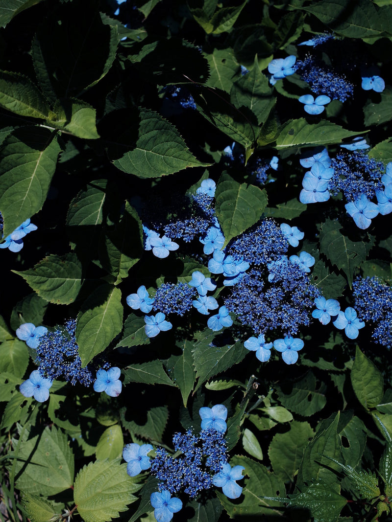 Mountain Hydrangea
